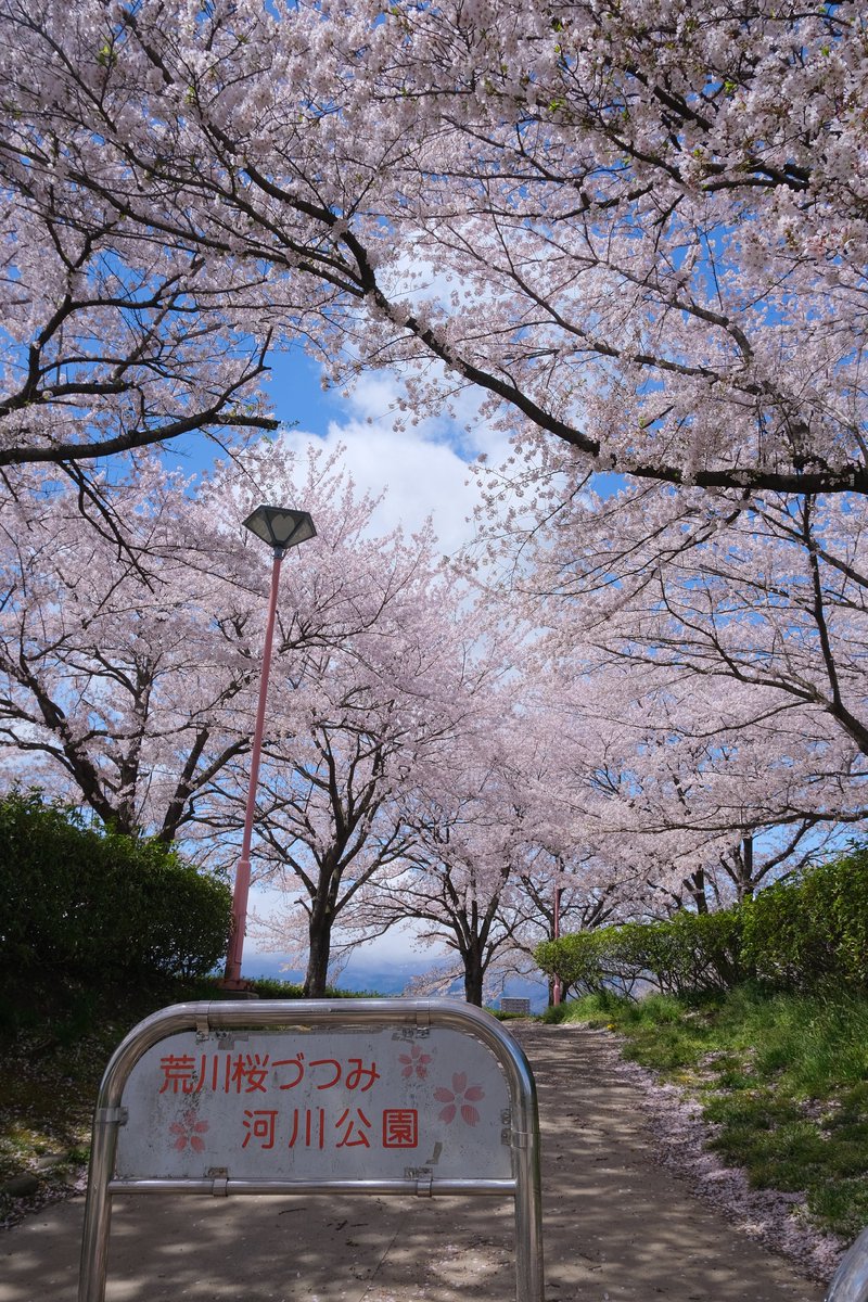 FMUPX's tweet photo. 本日の荒川桜づつみ河川公園、まだ満開！！
一瞬の晴れ間で撮影🌸
-
JPEG撮って出し
#fujifilm_xseries #xt4 #空ネット #ふくしま撮る旅 https://t.co/ICp2JtjT6Z