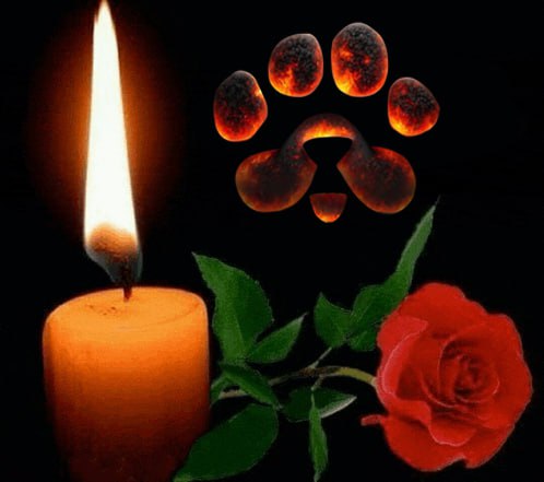 🥀Let's remember #PAWS as the most overrated project in the history🐾🫡