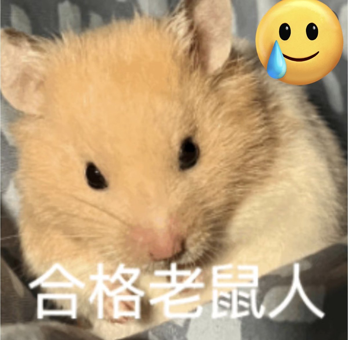 MariaWu1999's tweet photo. 好了 
正式确诊为老鼠人 https://t.co/H1uEgIn0Yv