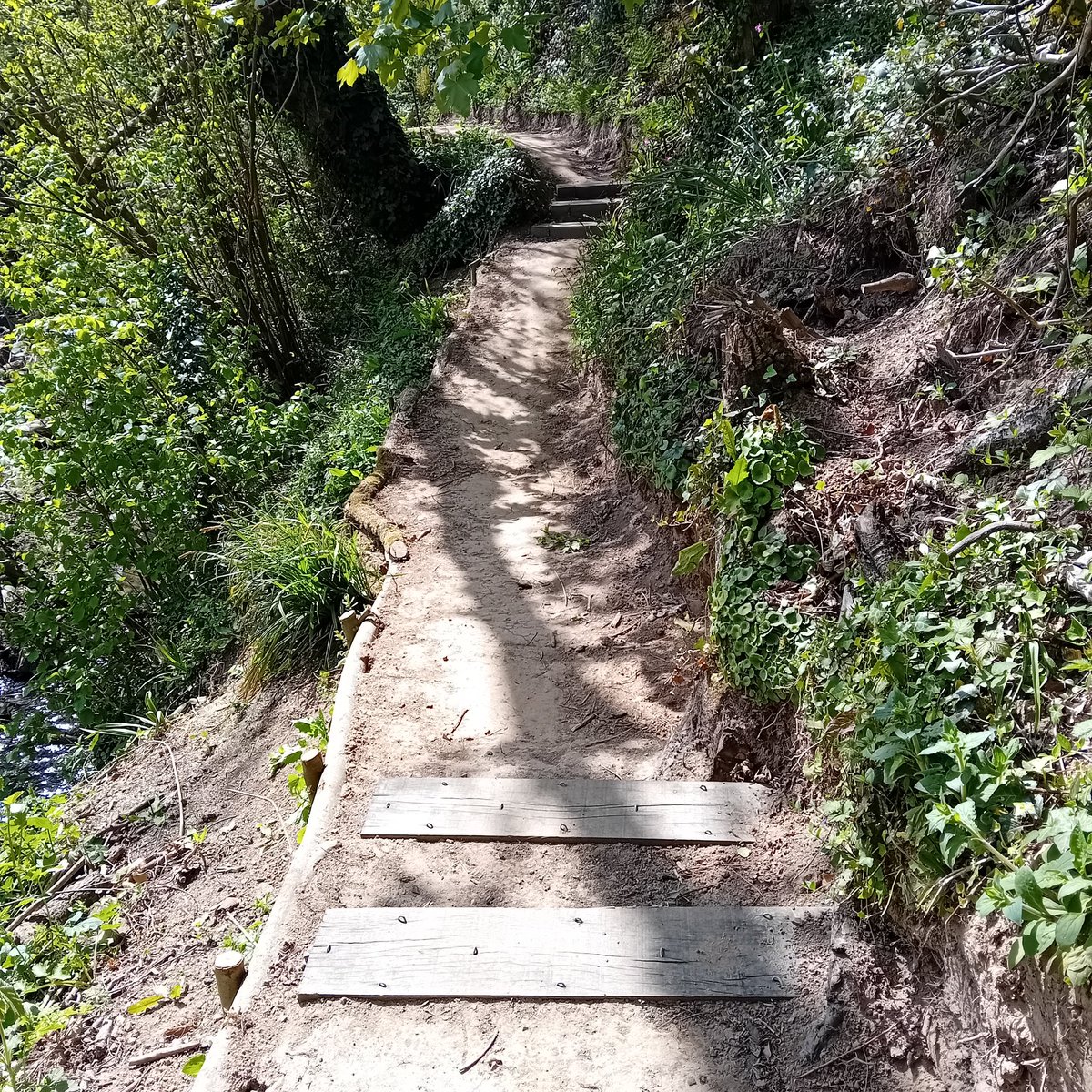 New path day 🥰 bluebells are out.