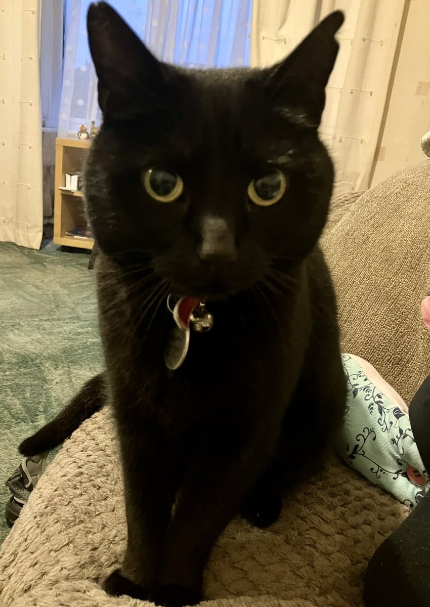 GremlC's tweet photo. Hooman says it’s Gotcha day, wtf 😳 that is! He says it’s 6 years today that I arrived here https://t.co/5k6GEuCQ8v