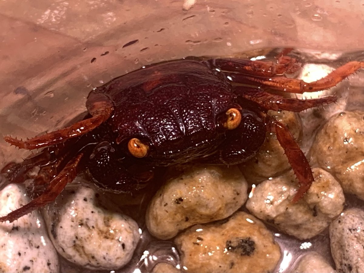 #キャラメルブラウンバンパイアクラブ
オレンジアイとアプリコットを足して２で割った感じ🦀

#ドワーフクラブ　#バンパイアクラブ
