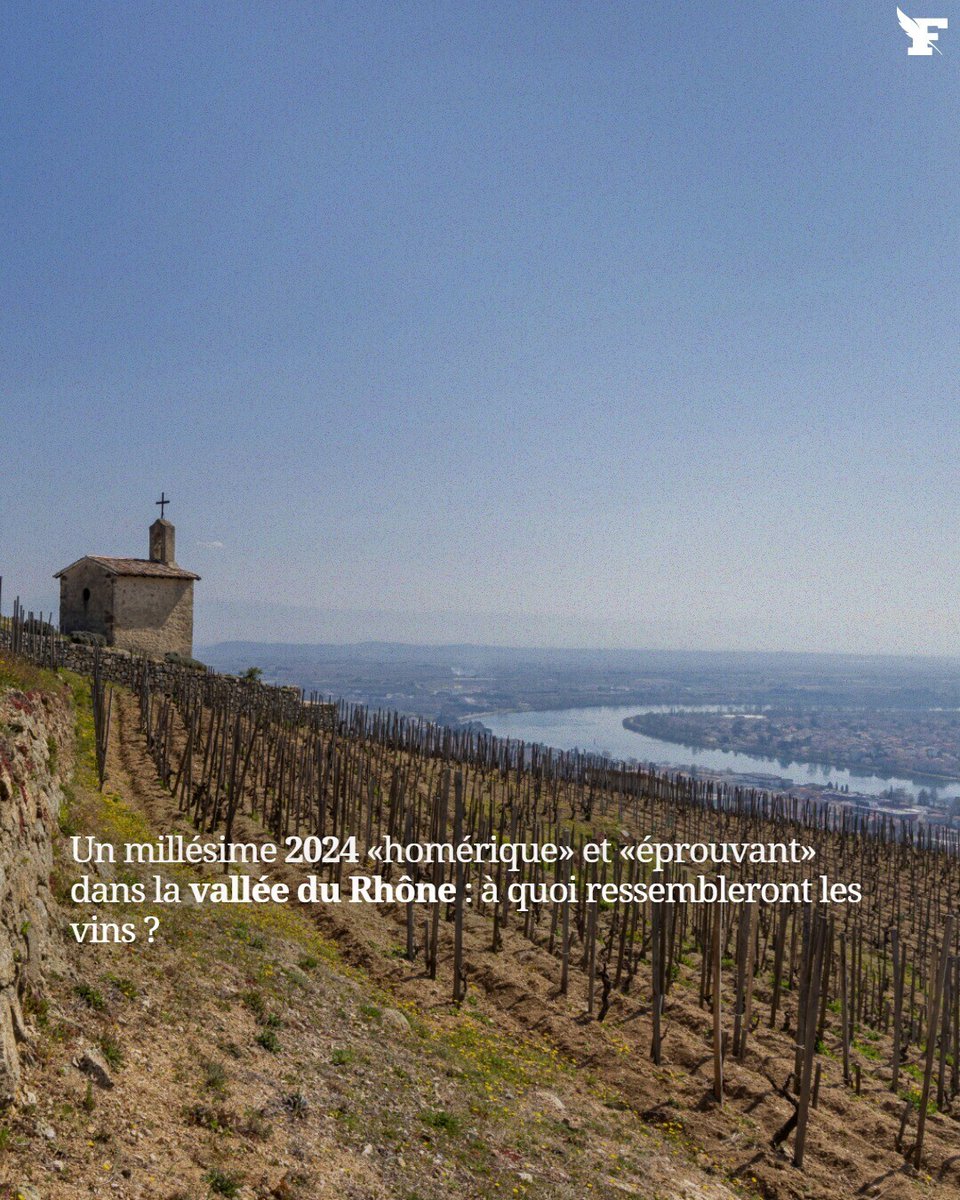 lefigarovin's tweet photo. Les vignerons de la vallée du Rhône ont dû redoubler d’efforts tout au long de l’année dernière en faisant face à des conditions climatiques très compliquées.

Par William Plummer

👉 https://t.co/WcWOGQO9hH https://t.co/iwmf2Sf8EF