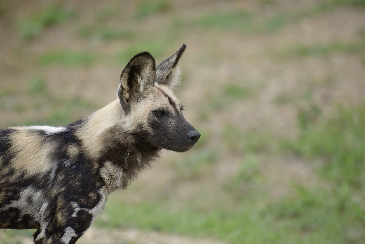 Wild Dogs. &gt; amazing creatures - loved seeing them in the wild