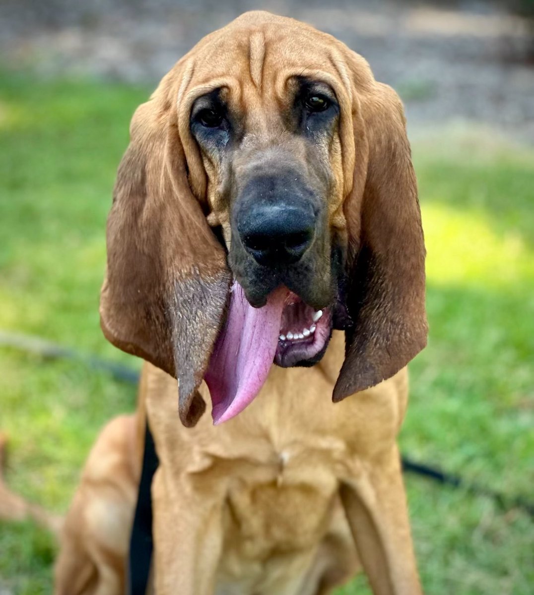 Gastonia Police tweet media