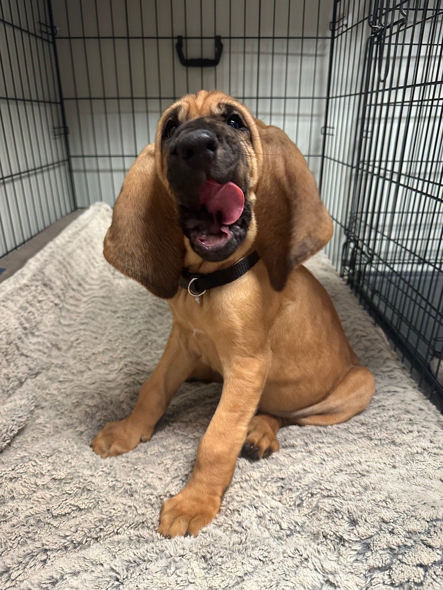 Gastonia Police tweet media