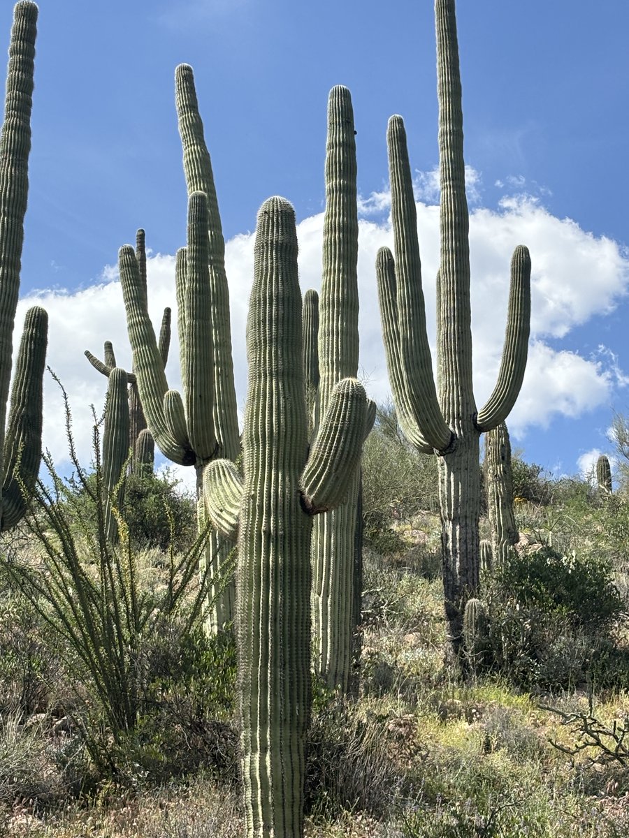 Hi friends! Next week I'll be in Tempe, AZ for the annual SEJ conference and would love to connect!

In particular, I'll be looking to chat w/ potential contributors for <a href="/voxdotcom/">Vox</a>'s climate + biodiversity sections. Freelancers, I'd love to meet up!  

#SEJ2025 <a href="/sejorg/">Society of Environmental Journalists (SEJ)</a>