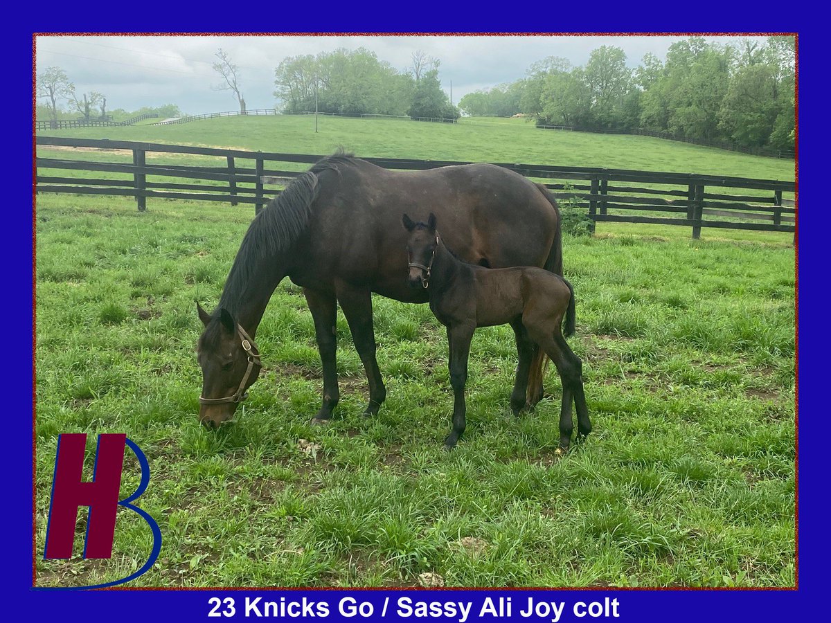 This little guy just sold for 585k <a href="/OBSSales/">OBSSales</a> , congratulations to his breeder John Gardiner and buyers <a href="/westpointtbred/">West Point Tbred</a> and partner