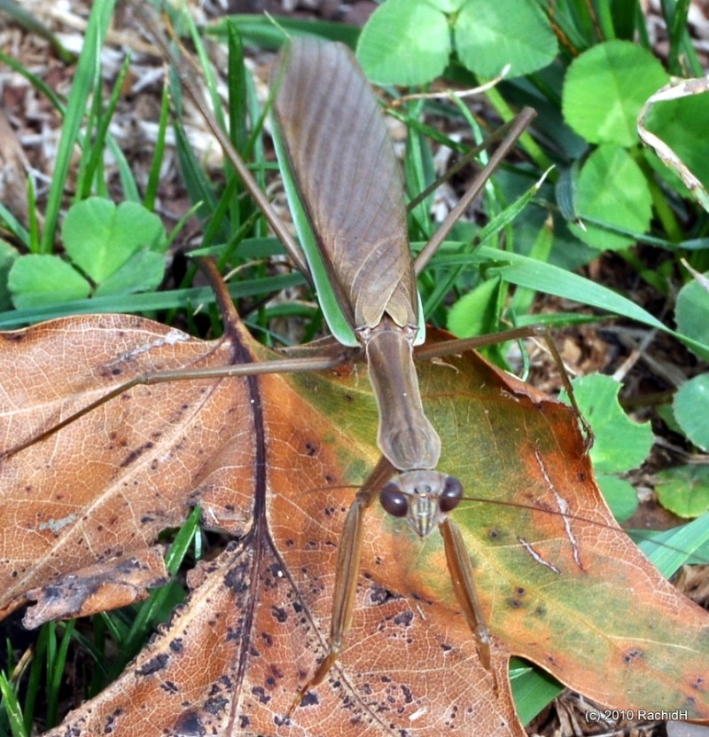 rachidH's tweet photo. #PrayingMantis #ChineseMantis #Tenodora #Taridifolia #Tsinensis #Mantisreligiosa #GreenMantis #Mantis #Mante #ManteReligieuse #ManteChinoise #Mantide #Piscataway #NJ #Entomology
Rachid H shared a photo with you from the Flickr app! Check it out:
https://t.co/BPwdsvZ8kO https://t.co/qN1d1ElmXP