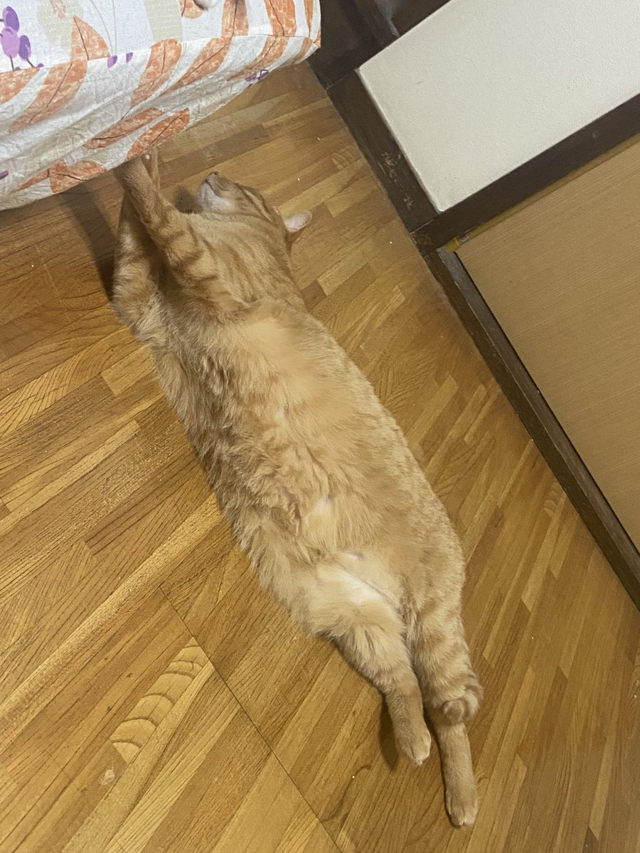 chibituna222's tweet photo. にょい～ん
 #猫 https://t.co/cuhVM4alhf