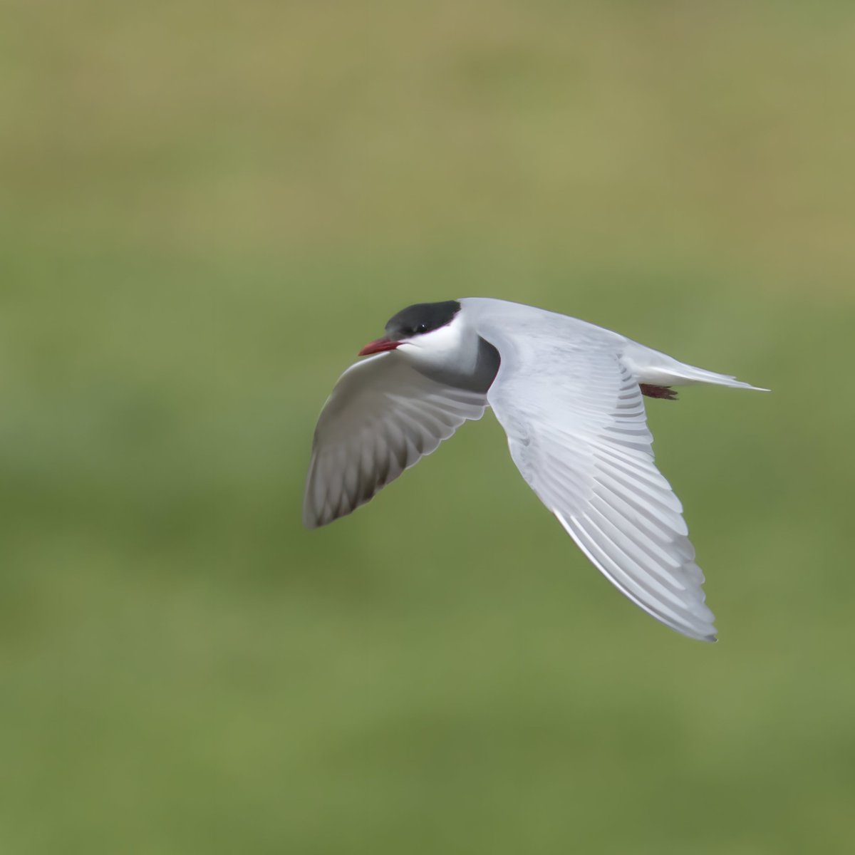 Wayne + Lauren (@nslbirding) on Twitter photo Whiskered Tern still present at Durleigh Reservoir this morning.
<a href="/RareBirdAlertUK/">RareBirdAlertUK</a> / <a href="/BirdGuides/">BirdGuides</a> Whiskered Tern still present at Durleigh Reservoir this morning.
<a href="/RareBirdAlertUK/">RareBirdAlertUK</a> / <a href="/BirdGuides/">BirdGuides</a>