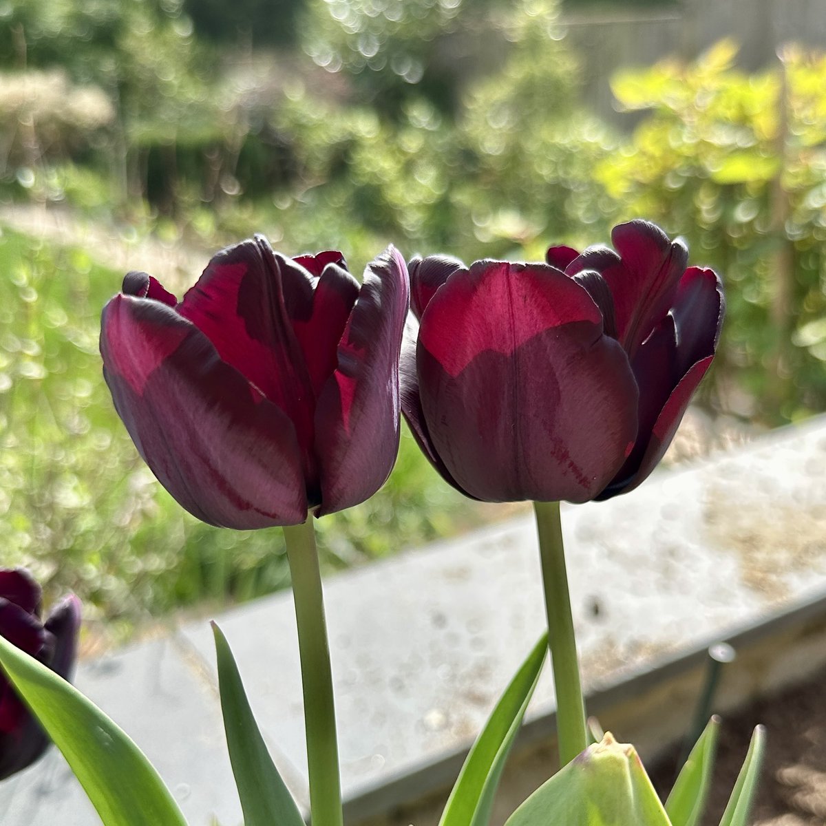 A pair of Tulip Paul Scherer looking dark &amp; beautiful 🖤🌷💜#Tulips #Flowers #FlowerHunting