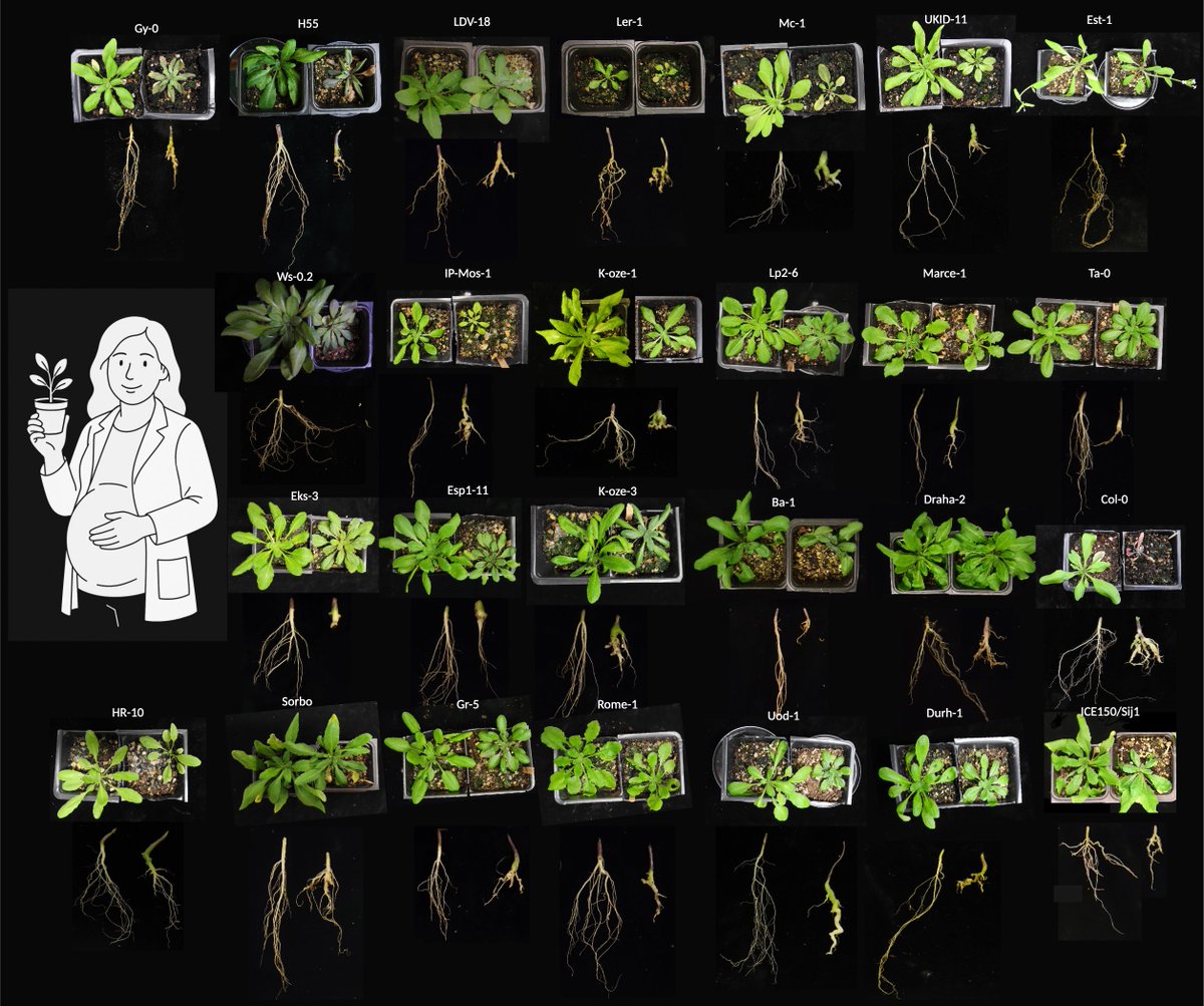 Edel Pérez-López (@edel_plopez) on Twitter photo 🚨Preprint!
Scooped by two other groups due to our lack of infrastructure to grow Arabidopsis, this work started in 2021 is still a great addition to the body of work using Arabidopsis as a source of clubroot resistance! Merci <a href="/NSERC_CRSNG/">NSERC / CRSNG</a> for the support!
doi.org/10.1101/2025.0… 🚨Preprint!
Scooped by two other groups due to our lack of infrastructure to grow Arabidopsis, this work started in 2021 is still a great addition to the body of work using Arabidopsis as a source of clubroot resistance! Merci <a href="/NSERC_CRSNG/">NSERC / CRSNG</a> for the support!
doi.org/10.1101/2025.0…