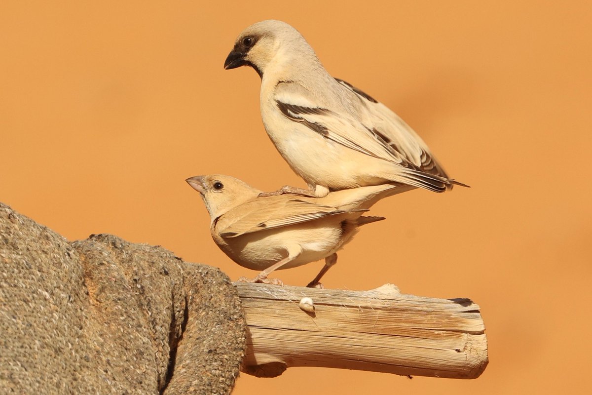 Tweet media two