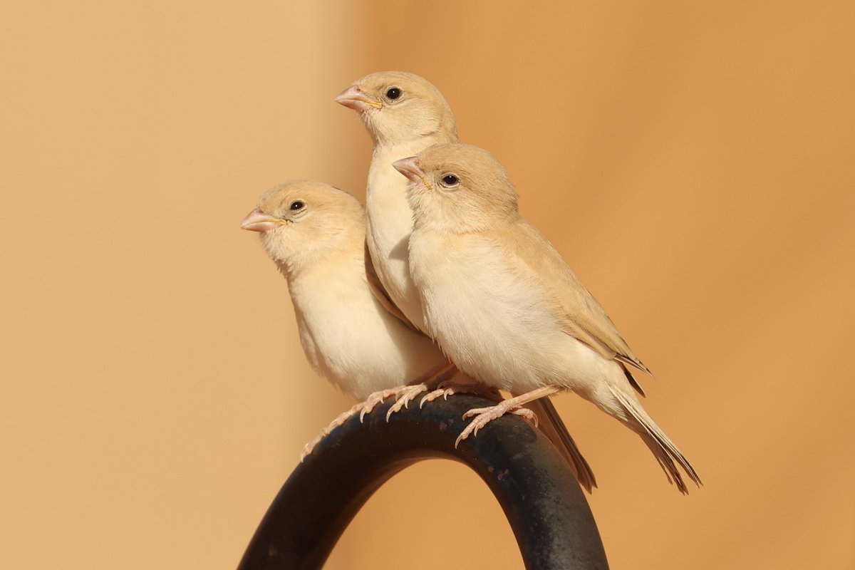 Tweet media three