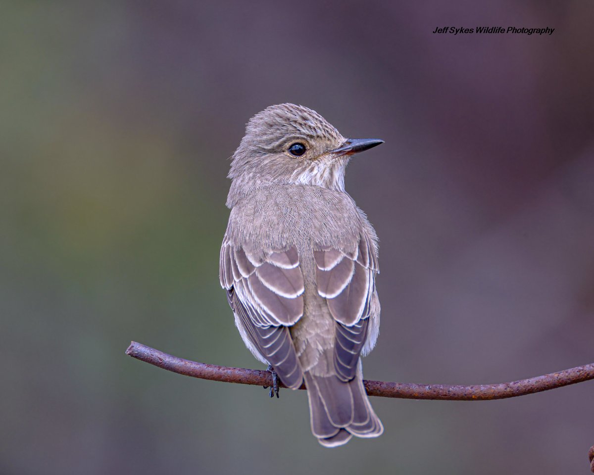sykesjeff's tweet photo. Spotted Flycatcher Anarita Cyprus. https://t.co/CfDH3PPfVK