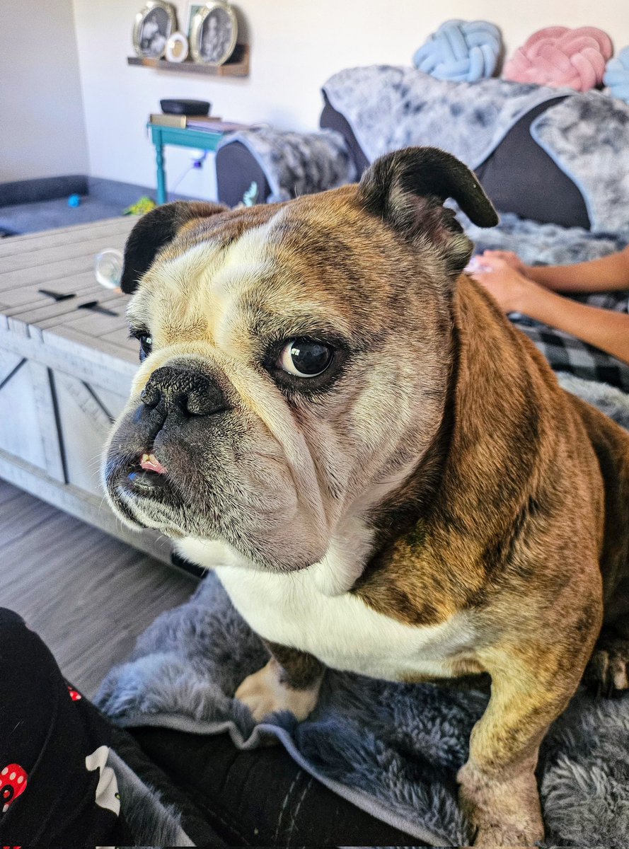 LenaMasami's tweet photo. I guess she's not too happy that I ran out of Cheerios. 😂😂 That side -eye......lol #englishbulldog #bulldogs #dogs #pets #animals #cute #funny #dogsoftwitter https://t.co/KqnwlfSIgv