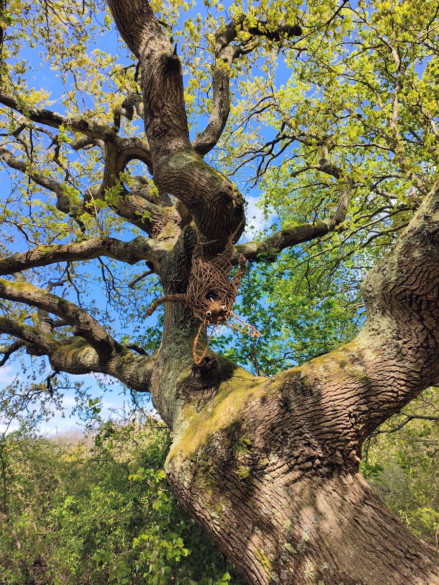 LadyGrace27's tweet photo. Beware the rustle aboveโit might just be the gigglebeast of the oaks, scouting for shiny things and stolen snacks...๐
#Wednesdayvibe #trees #treecreature #treepeople https://t.co/HXQtCEEhYT