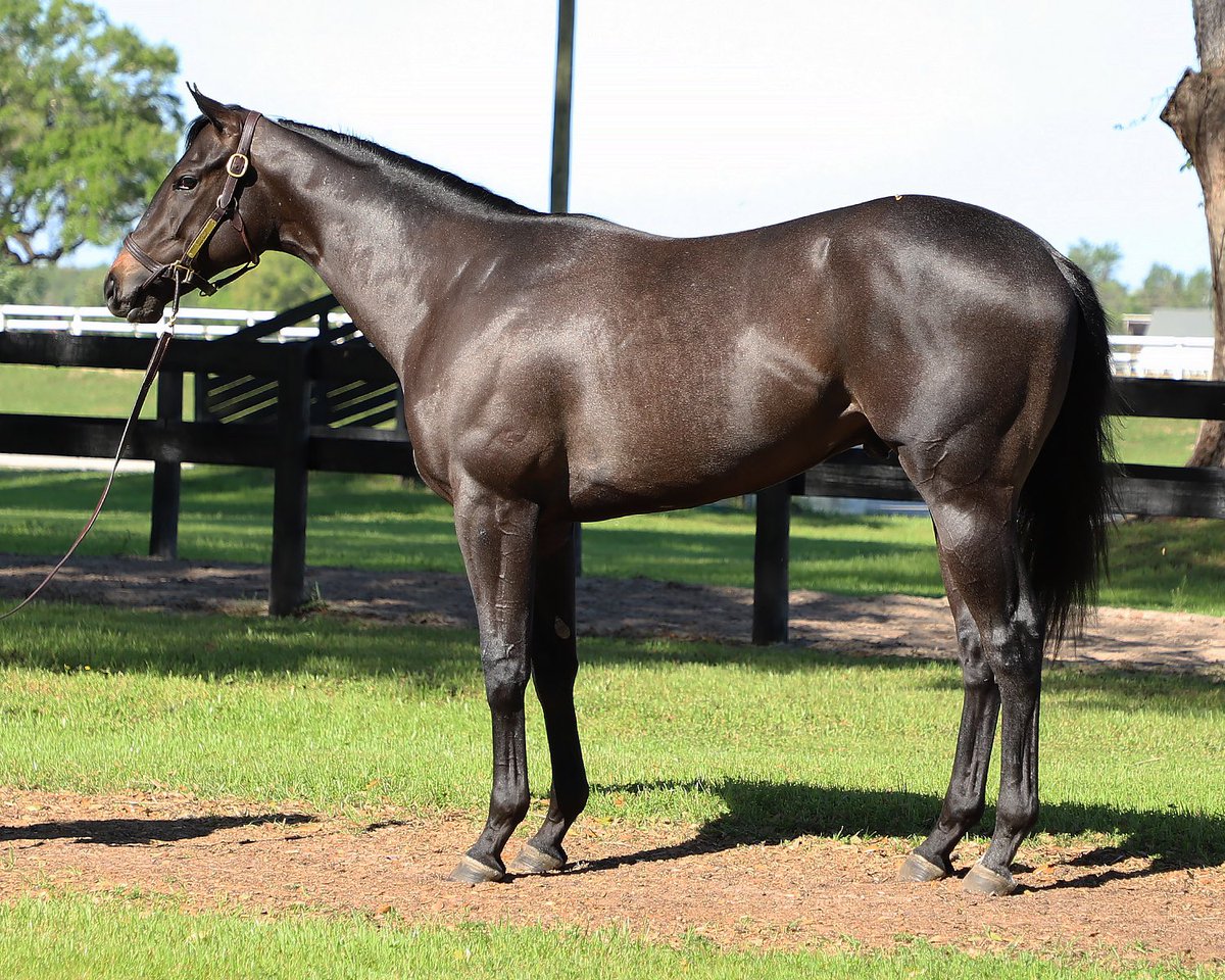 We are off to a strong start to Day 2 here in Ocala! We signed the ticket for hip 373, a striking son from the first crop of Breeders’ Cup Classic winner and Knicks Go.
