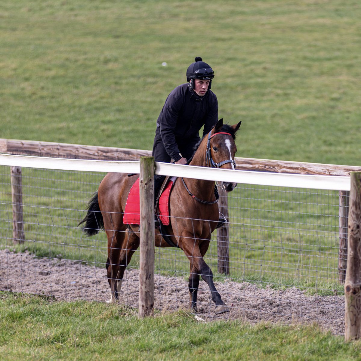 vicarage_farm's tweet photo. Another youngster learning the ropes at Vicarage Farm π
#VFPT #VicarageFarm #HorseRacing https://t.co/wN4r8ROWM3