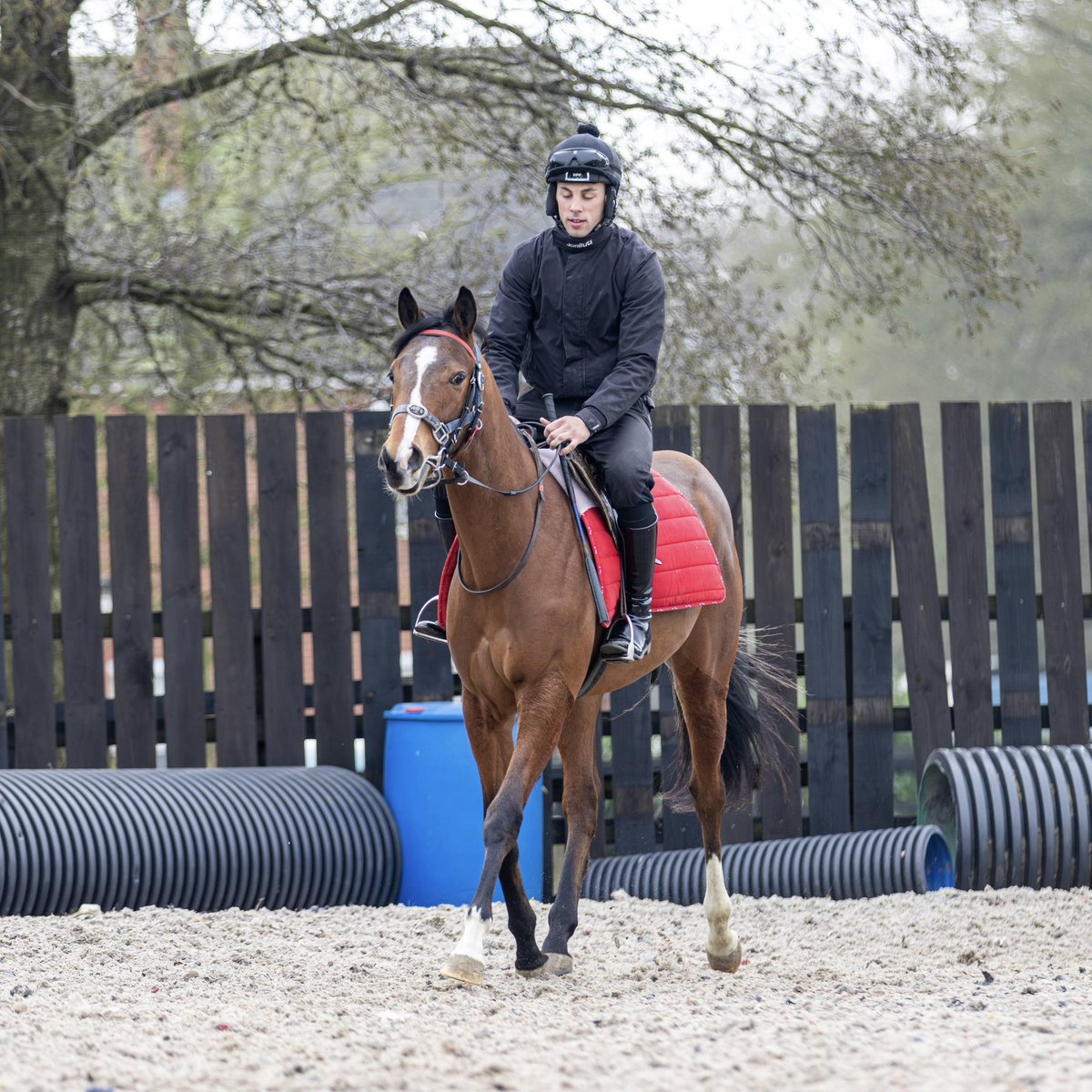 vicarage_farm's tweet photo. Another youngster learning the ropes at Vicarage Farm π
#VFPT #VicarageFarm #HorseRacing https://t.co/wN4r8ROWM3