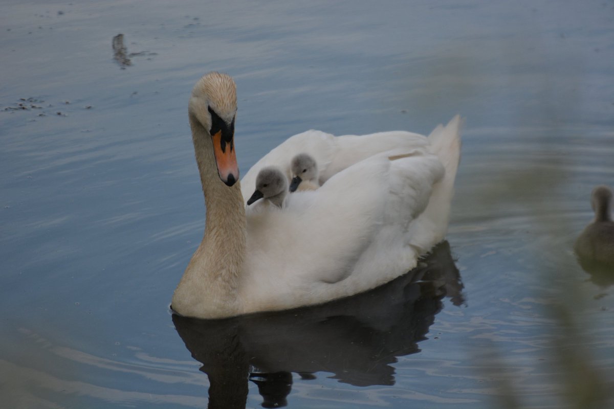 The Lincoln Swan Project also has a presence on,
Facebook: facebook.com/groups/1563783…
Instagram: instagram.com/lincolnswans?i…
Blue Sky: bsky.app/profile/lincol…
Please do tag us in any photos of Lincolnshire Swans 🦢
Photo Credit: Lincoln Swans Data Collector 
#LincolnSwans