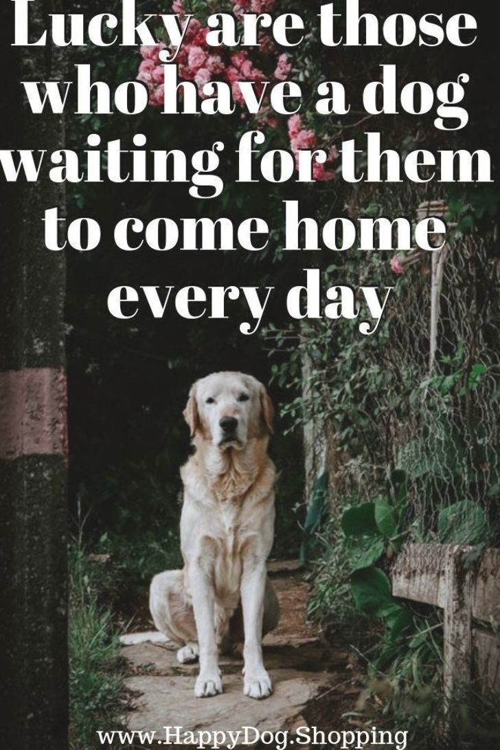 ShadowDogDesign's tweet photo. #Lucky are those who have a #dog waiting for them to come #home every day.
#Dosg #BestFriend #LoveDogs #GoodDog #DogsAreLove https://t.co/BeBHfzFs2t