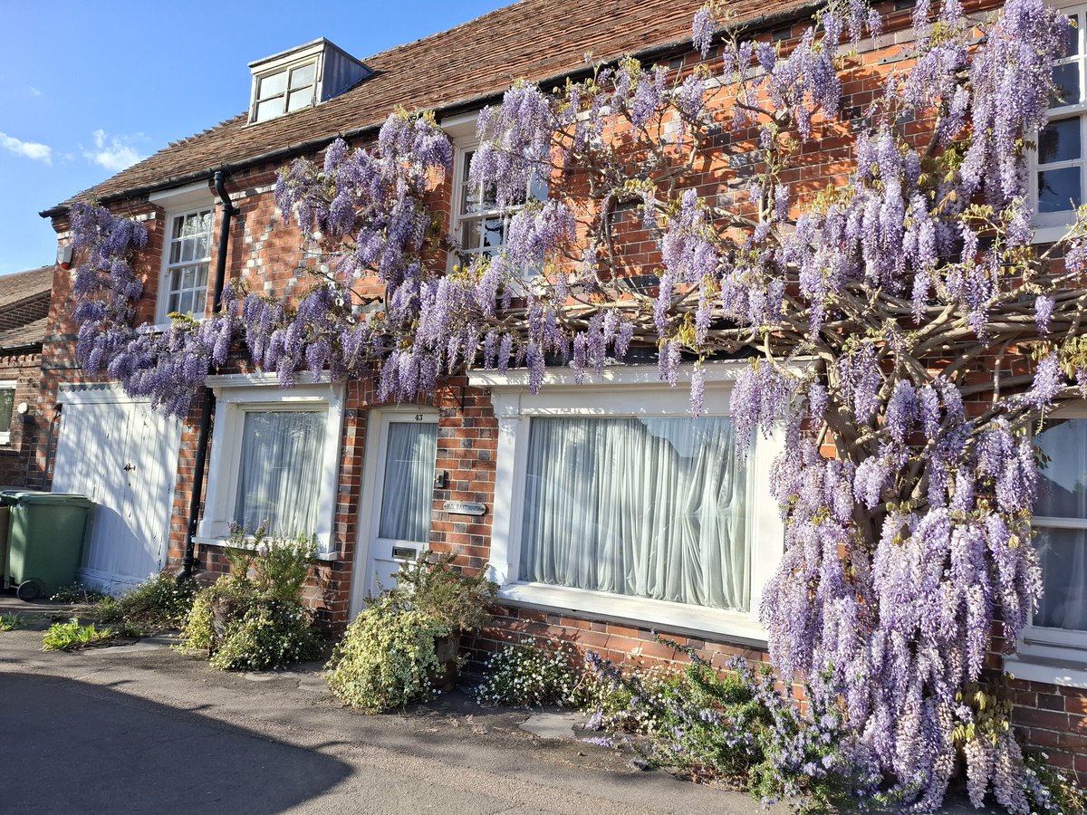 Wisteria season