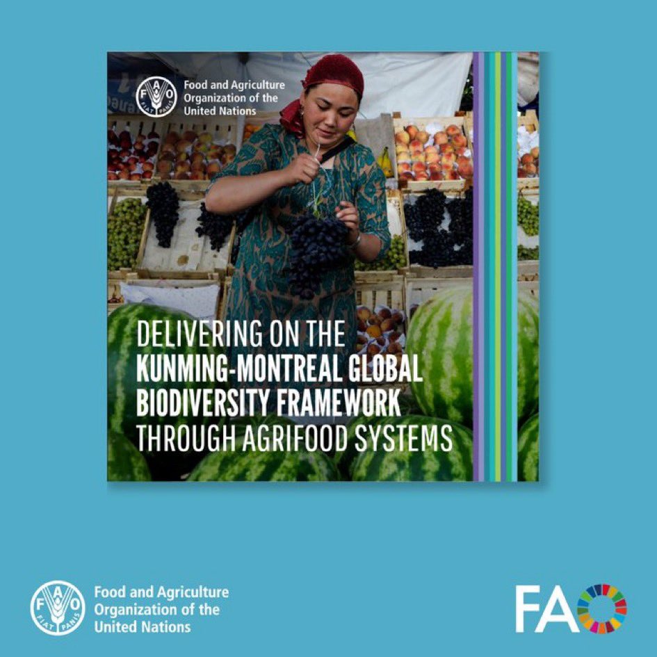 FAOclimate's tweet image. Agrifood systems are key to reversing #biodiversity loss &amp;amp; ensuring #foodsecurity. 

With links to over half the Global Biodiversity Framework targets, they play a vital role in implementation.

📖Learn more through this @FAO publication.

🔗bit.ly/4hCW7ws

#COP16