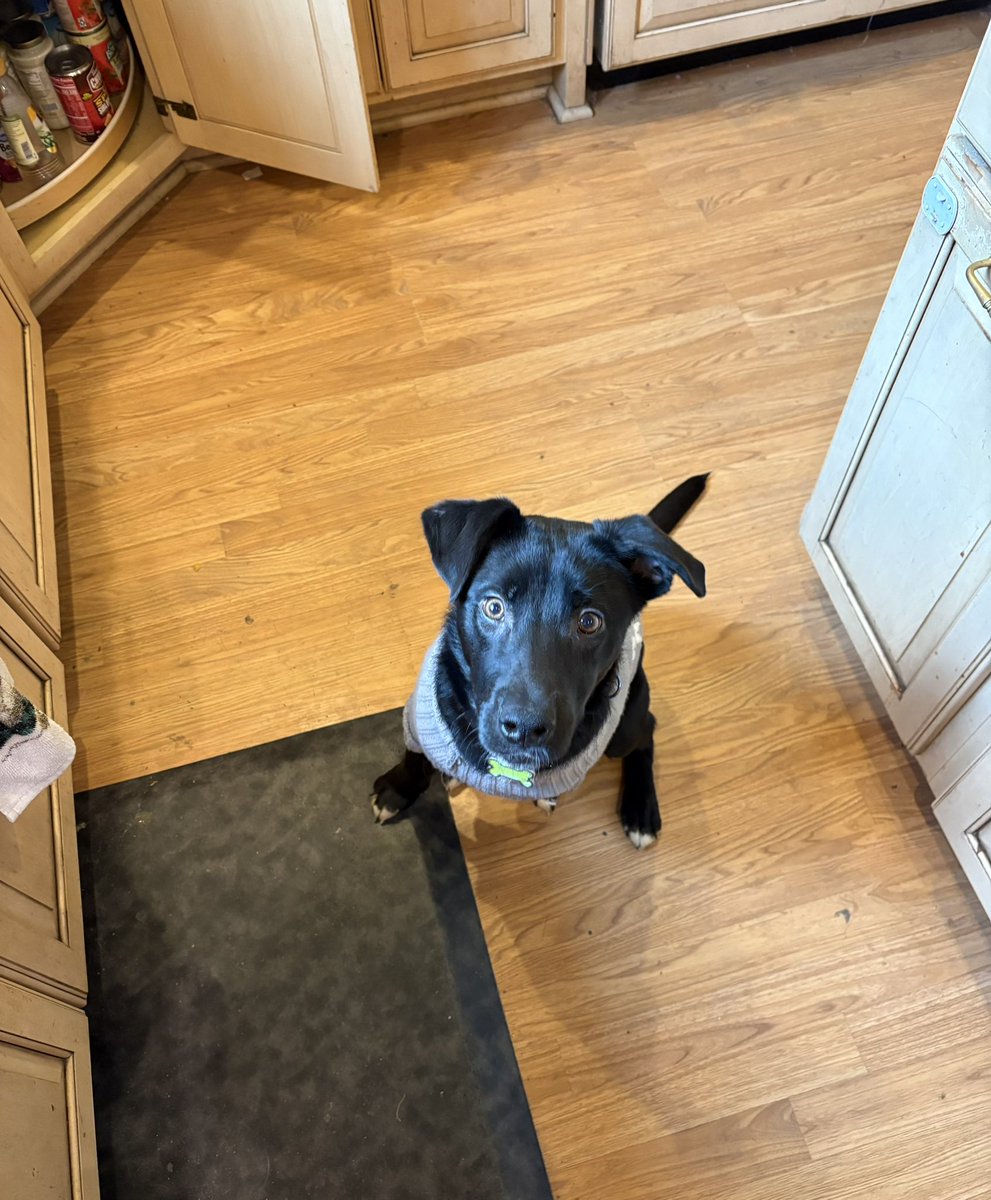 I really need to start using all my social media accounts again. I feel like I pulled away from the community a bit because I felt like I don’t belong in it. Free picture of my pup for attention.