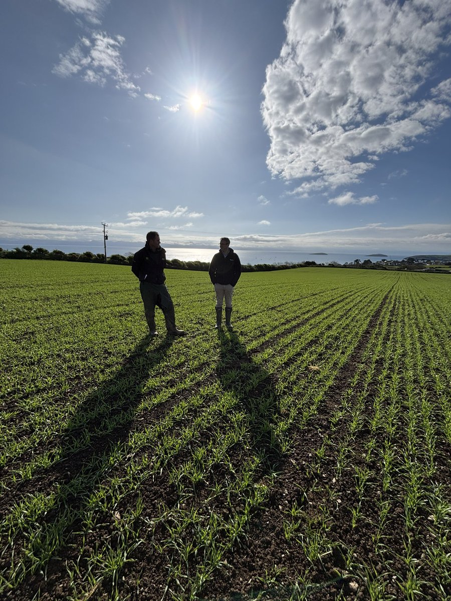 Agronomysilvers's tweet image. Out and about with Chris today checking on crops in Abersoch 🏴󠁧󠁢󠁷󠁬󠁳󠁿 and happy to report crops are looking tremendous @AgriiUK #springbarley #wheats #barley #potatoes #agranddayout