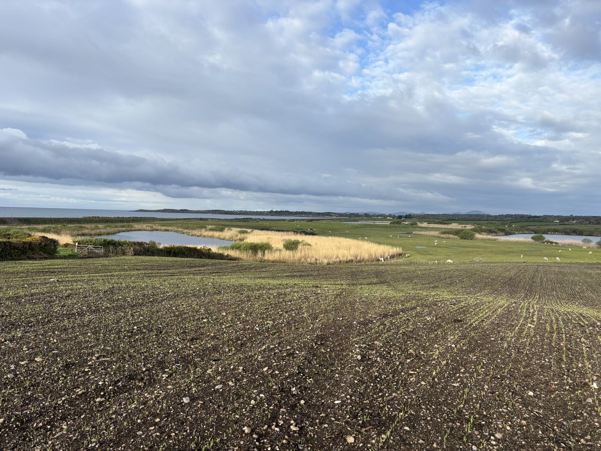 Agronomysilvers's tweet image. Out and about with Chris today checking on crops in Abersoch 🏴󠁧󠁢󠁷󠁬󠁳󠁿 and happy to report crops are looking tremendous @AgriiUK #springbarley #wheats #barley #potatoes #agranddayout