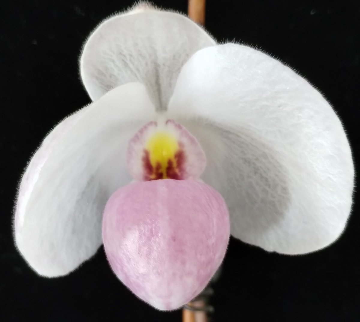 PetrovichBilly's tweet photo. Paphiopedilum delenatii is abloom on #NationalOrchidDay https://t.co/P4kbqezd4t