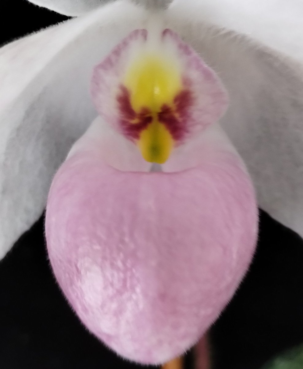 PetrovichBilly's tweet photo. Paphiopedilum delenatii is abloom on #NationalOrchidDay https://t.co/P4kbqezd4t