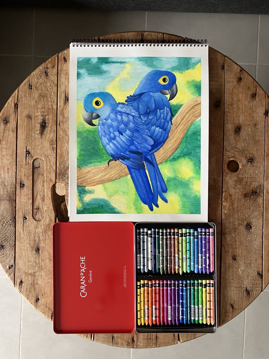 gregomaggie's tweet photo. Ça y est, j’ai terminé de dessiner et peindre mes Ara Hyacinthe. On adore ces oiseaux joliment colorés 🥰🦜#carandache #art #neocolor2 #peinture  #perroquet #nature #oiseaux #aquarelle https://t.co/FcABEhNFUW