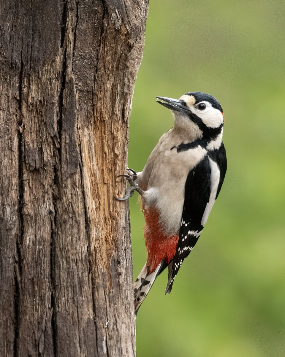 JLPhotos83's tweet photo. Happy Wednesday evening @followers Looking forward to getting stuck into more edits tonight. Here’s one from last week. I could photograph the great spotted woodpecker all day. Such an amazing bird. 

#Nikoncreators #BBCWildlifePOTD  #bbccountryfilepotd 

@UKNikon @Natures_Voice https://t.co/BWscD8t7cd
