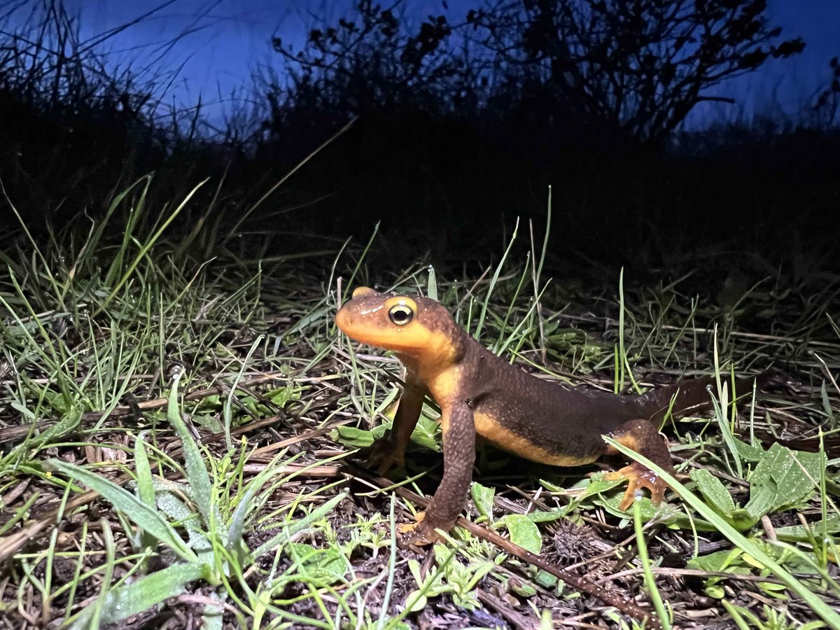 Dr. Rebecca (Becca) Tarvin 🐸 ☠️ 🐍 💚🪰 tweet media