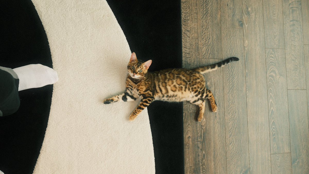 I JUST ADOPTED MY FIRST EVER CAT… WHAT DO I DO FIRST? 😭