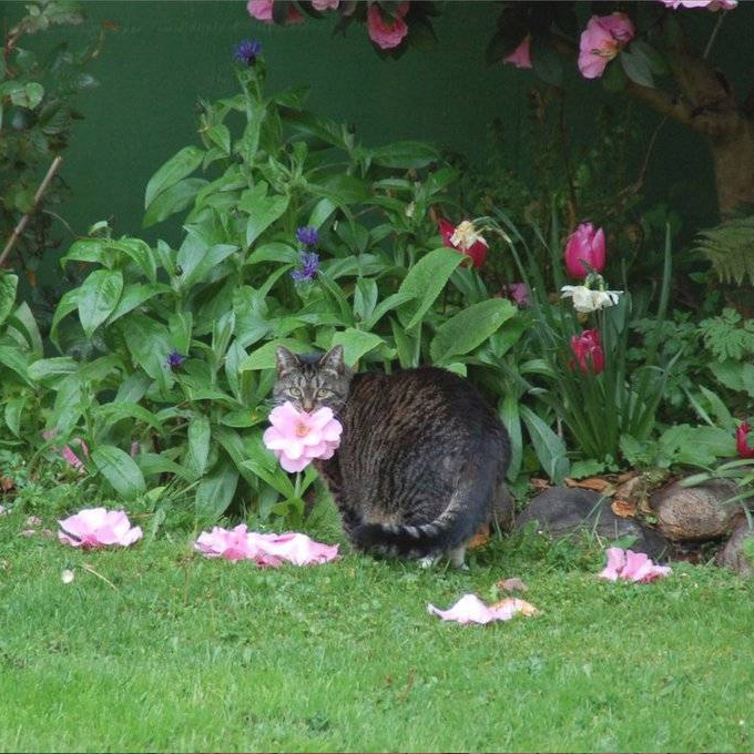 GENTLECAT (@gentleeeeeeecat) on Twitter photo 