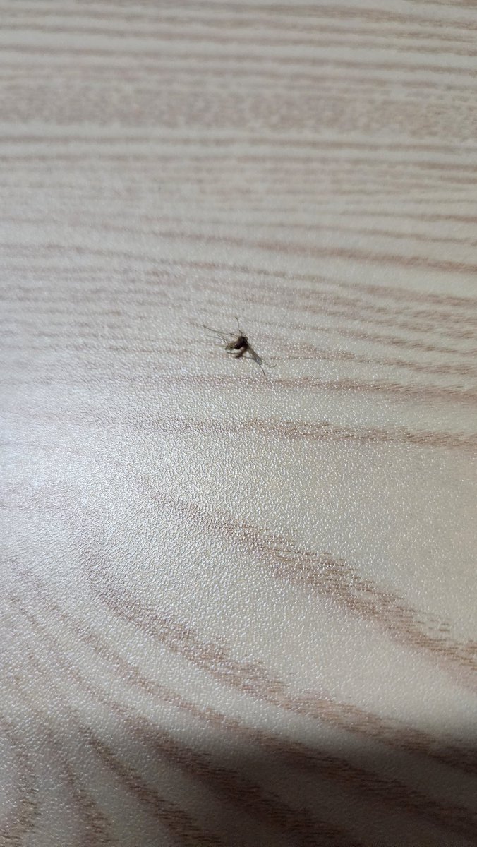 Letappleater's tweet photo. 아니 미친 날씨 풀리니까 바로 튀어나오네 모기새끼들 https://t.co/yRHOj0z4gi