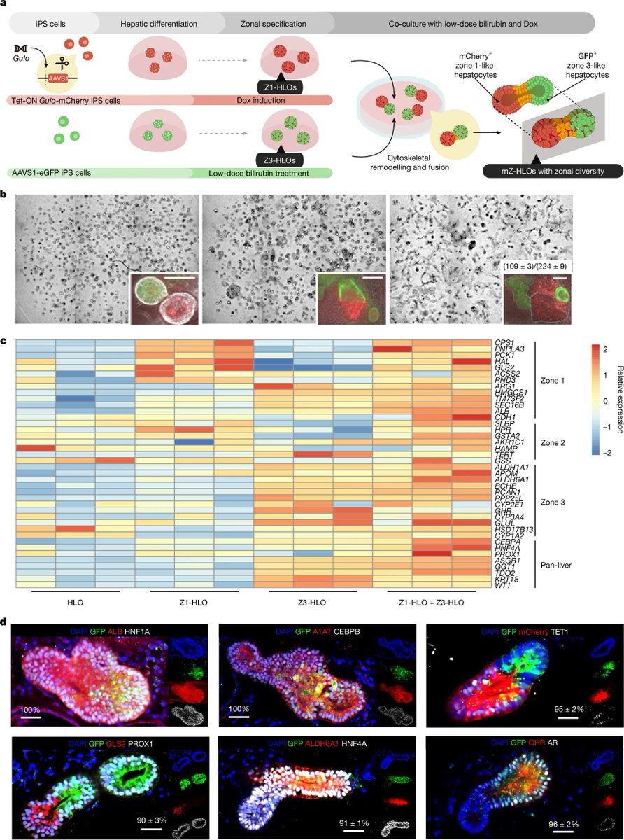 Waggoner Lab (@labwaggoner) on Twitter photo Multi-zonal liver organoids from human pluripotent stem cells <a href="/Nature/">nature</a> <a href="/TakebeLab/">TAKEBE Takanori Laboratory</a> <a href="/CincyResearch/">Cincinnati Children’s Research</a>
nature.com/articles/s4158…
nature.com/articles/s4158… Multi-zonal liver organoids from human pluripotent stem cells <a href="/Nature/">nature</a> <a href="/TakebeLab/">TAKEBE Takanori Laboratory</a> <a href="/CincyResearch/">Cincinnati Children’s Research</a>
nature.com/articles/s4158…
nature.com/articles/s4158…