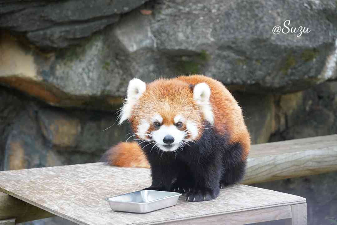 ちょっとお久しぶりのサクユリちゃん
☔だったけどいつものところでお食事中でした！

今年はもうタケノコ貰ったのかな✨

📷2025.04

#江戸川区自然動物園 #レッサーパンダ