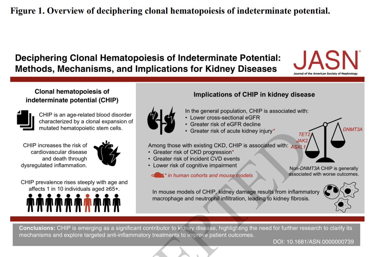 Pradeep Natarajan (@pnatarajanmd) on Twitter photo On the heels of our two collaborative studies connecting clonal hematopoiesis to kidney outcomes (journals.lww.com/jasn/abstract/… & journals.lww.com/jasn/abstract/…), delighted to share our review synthesizing the evidence to-date on clonal hematopoiesis and kidney disease led by <a href="/ZhiYu_ACGT/">Zhi Yu</a> On the heels of our two collaborative studies connecting clonal hematopoiesis to kidney outcomes (journals.lww.com/jasn/abstract/… & journals.lww.com/jasn/abstract/…), delighted to share our review synthesizing the evidence to-date on clonal hematopoiesis and kidney disease led by <a href="/ZhiYu_ACGT/">Zhi Yu</a>