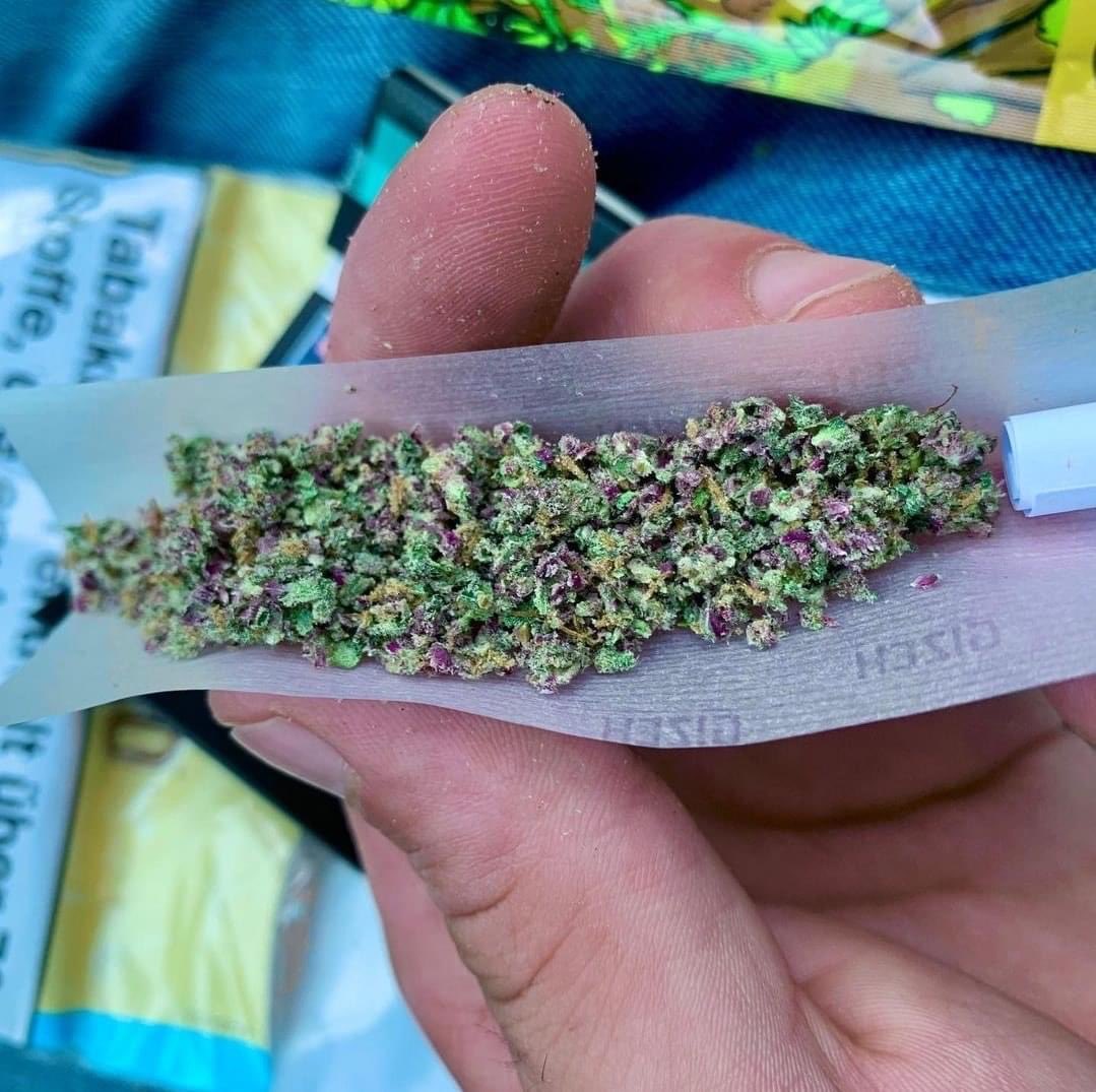 Little_sluthy's tweet photo. When your bud looks like it came out of a candy store green, purple, and frosty like it's ready for the runway. https://t.co/8FspRzWY9C