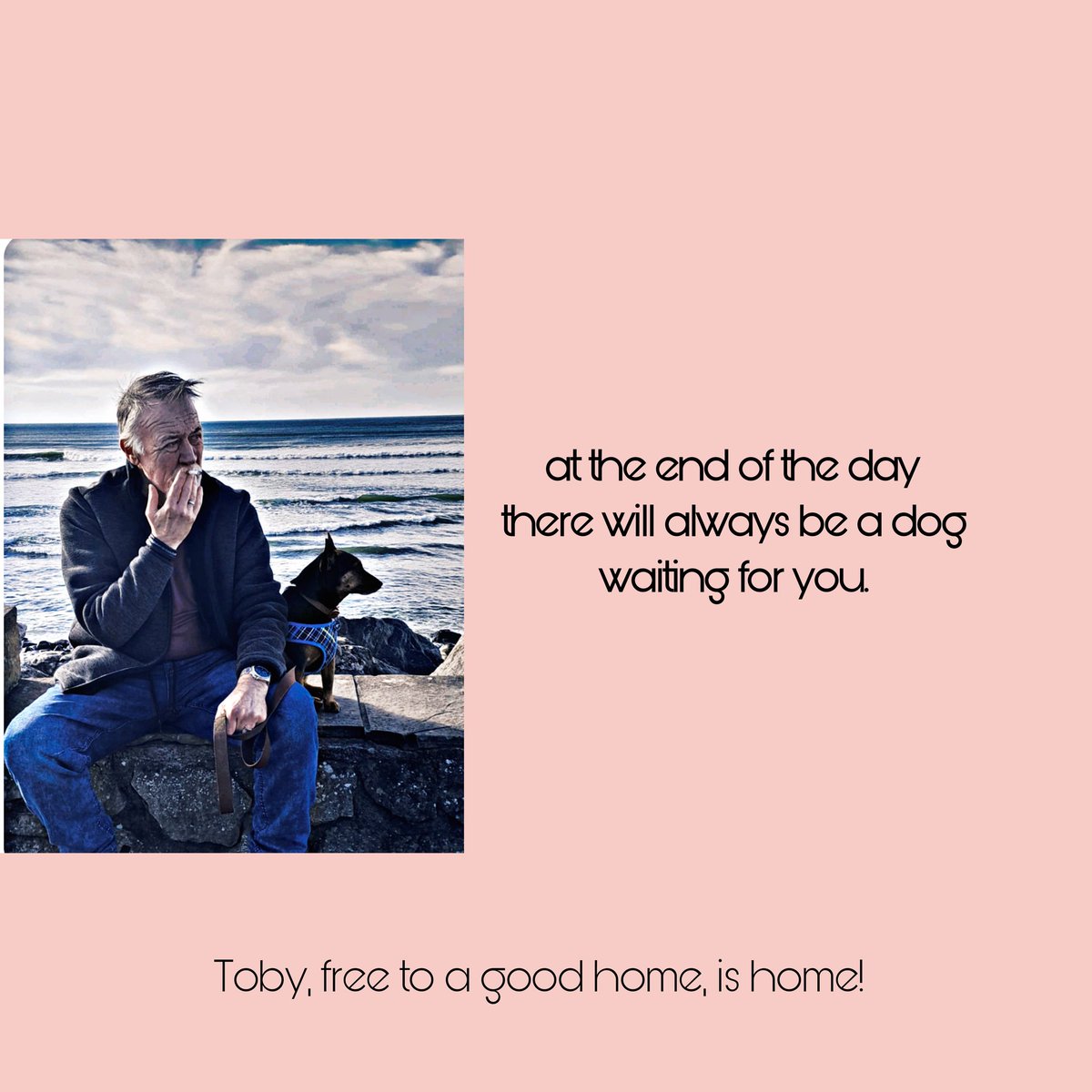 catlowry54's tweet image. #Toby was advertised ftgh &amp;amp; it was by fate that I saw him on 1 of those pages I hate. I knew there was an urgency for him to get a new home. Another rescuer mentioned a possible 5 star home so we hit the road #ClaretoSligo &amp;amp; met the kindest people for Toby! #AdoptDontShop