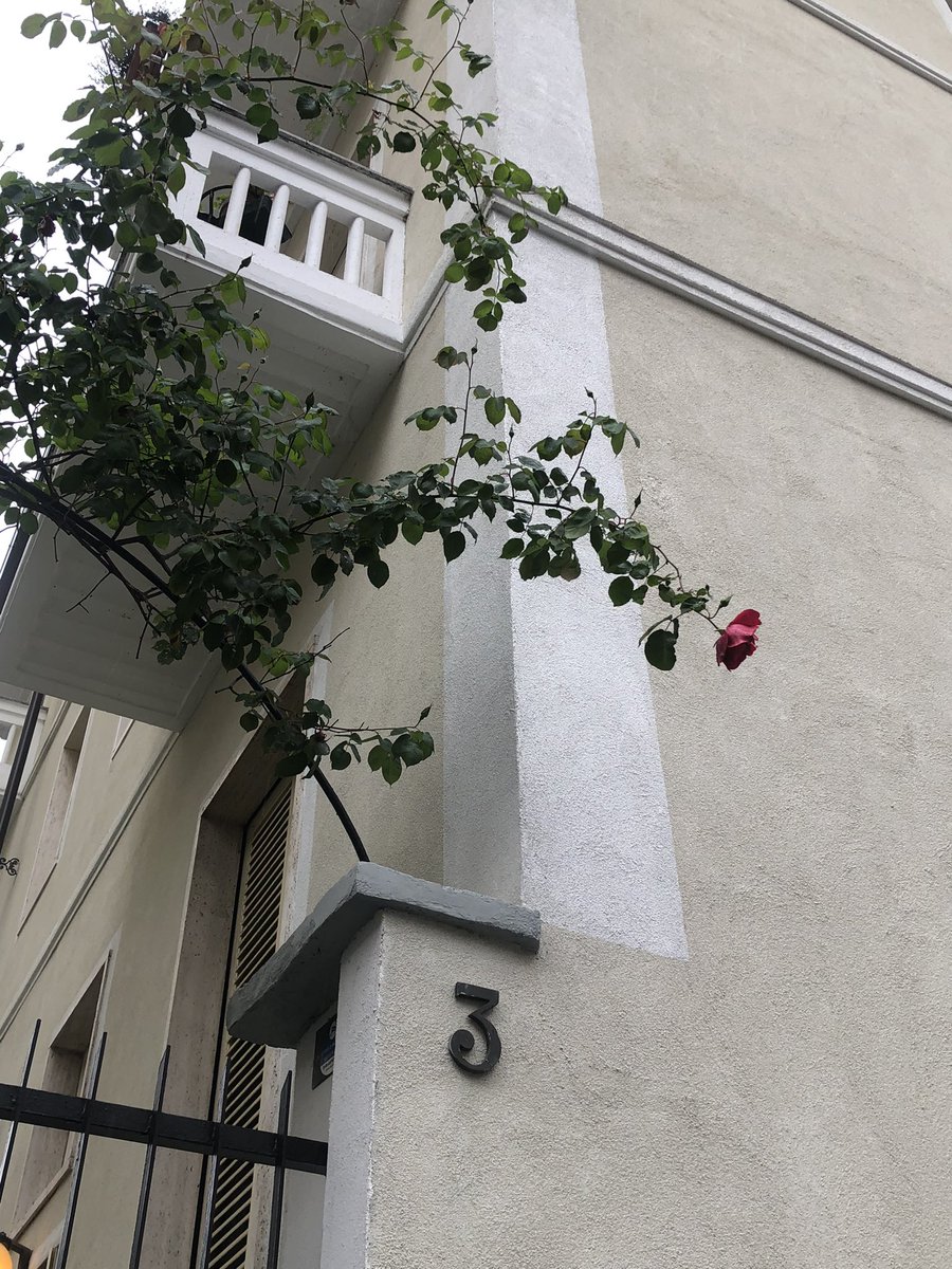 ❤️🌹