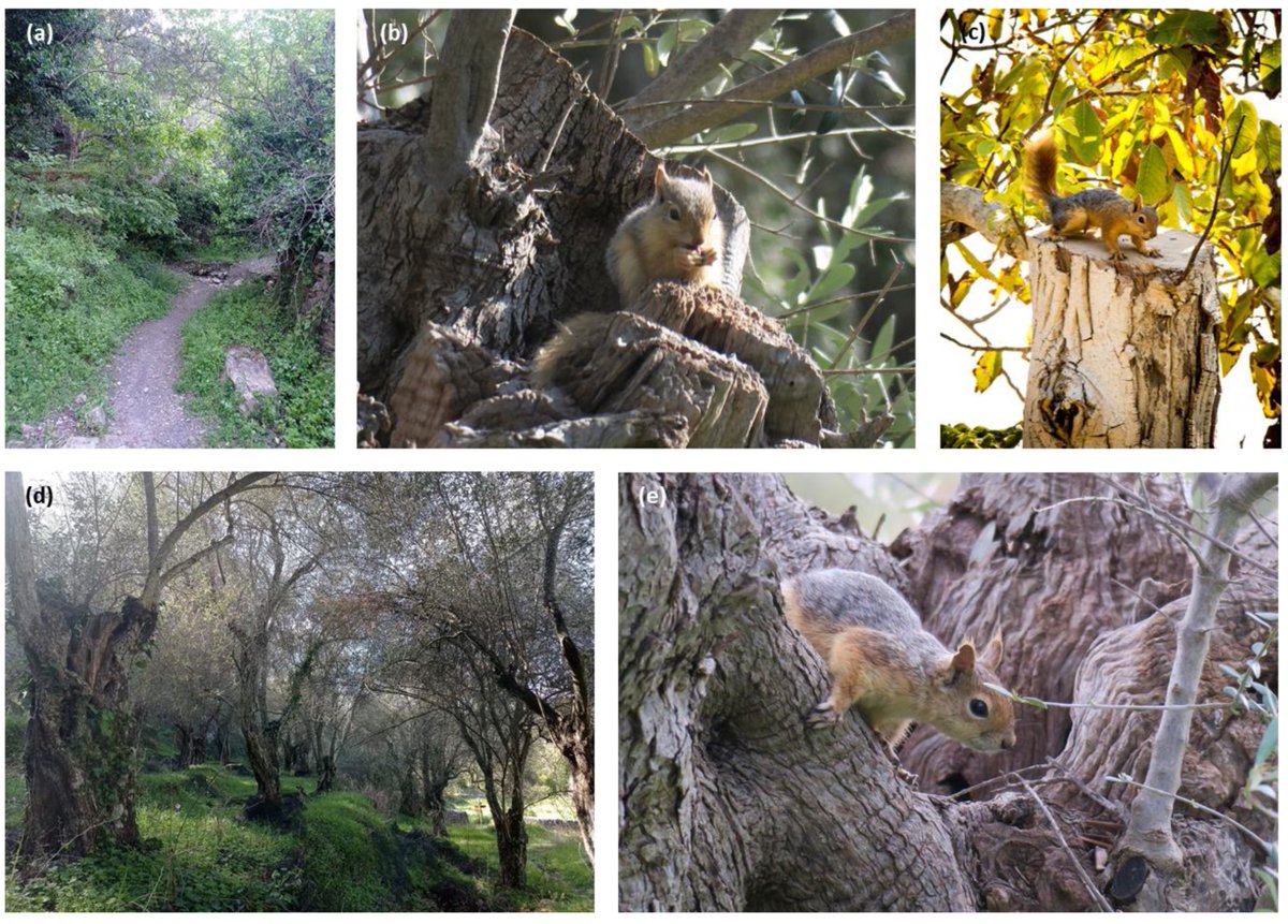 YZevgolis's tweet photo. 🚨 New paper out!

🧭 Where to Protect? Spatial Ecology and Conservation Prioritization of the Persian Squirrel at the Westernmost Edge of Its Distribution

https://t.co/x7EBqhmLfu

🙏 Thanks to my co-authors &amp; @Land_MDPI for supporting this work! https://t.co/bFHTaknqCj