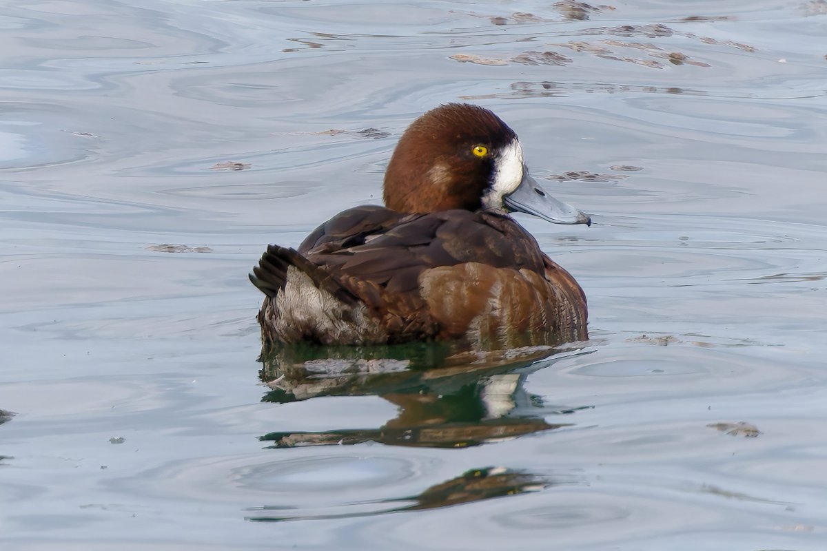 Michael80798575's tweet image. Scaup seen at Top Hill Low Yorkshire @Natures_Voice @RSPBbirders @RSPBEngland @BBCSpringwatch #scaup #rare #DUCK