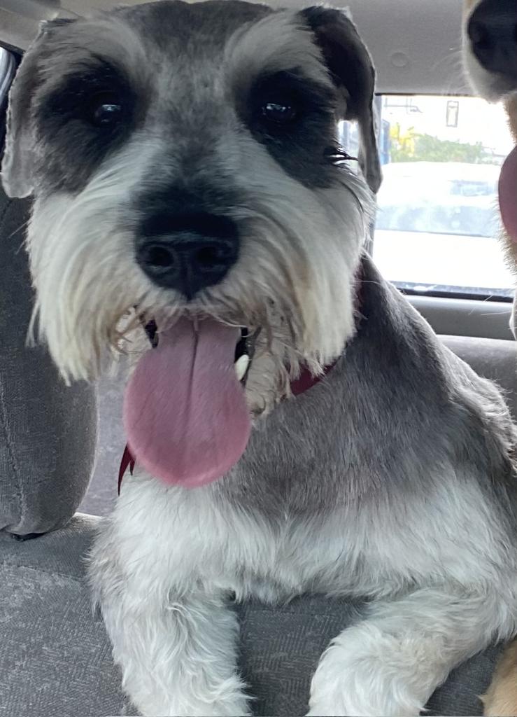 AlertaMePerdi's tweet photo. #PERDIDO #GUAYAQUIL
Nombre: #ROCKY
Fecha: 15/04/25
Sector: Sur, Washington y Vallpariso
Sexo: Macho
Raza: Schnauzer
Obsv.: Bigote de Schnauzer y el resto del pelo bajo
Contacto: 0990585980-0981536275
��Ayúdalo a volver con su familia!
#AlertaMePerdí https://t.co/gSGqjKLr8I