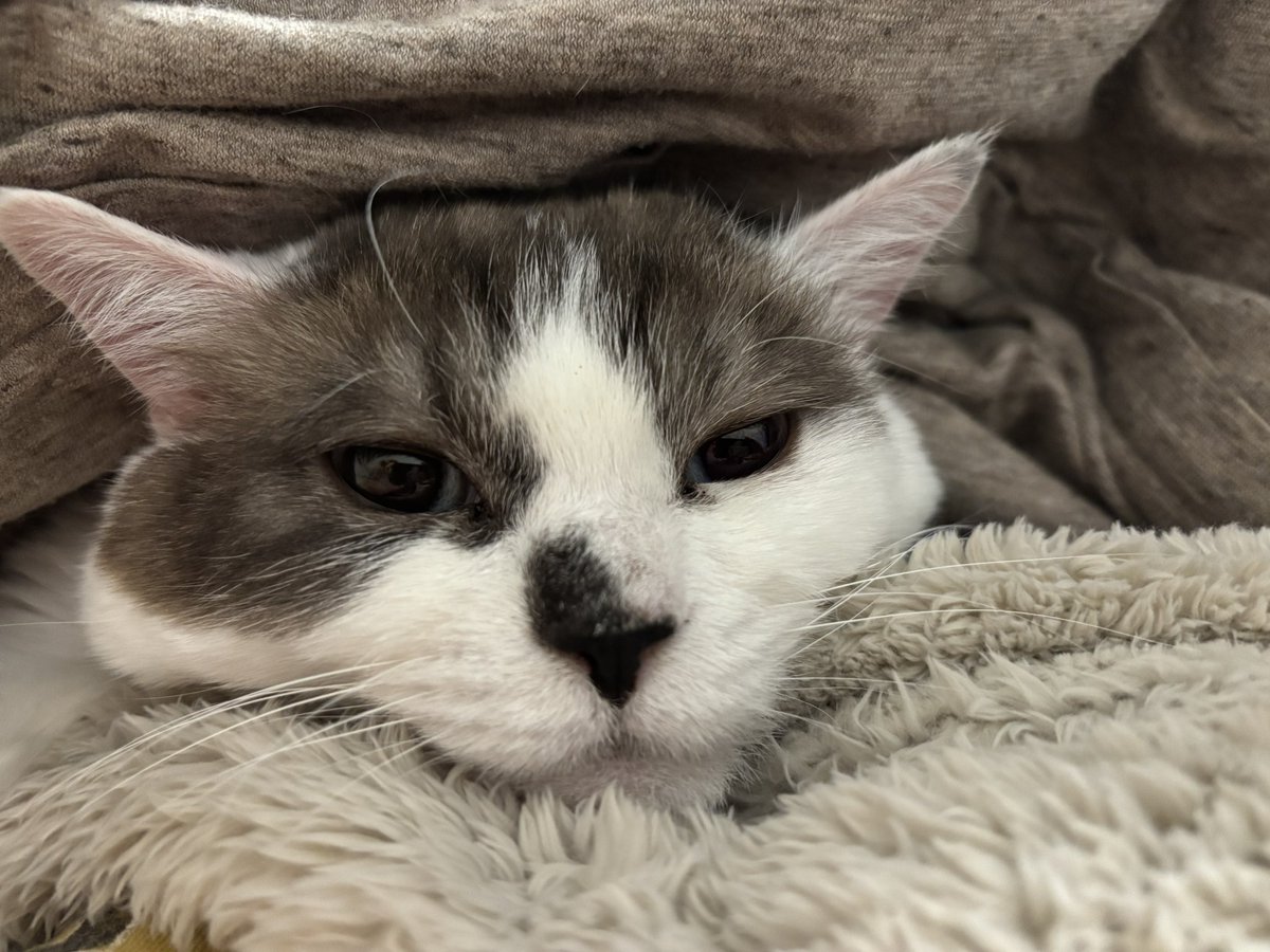 sechutom's tweet photo. 寝起きセツコ

 #猫好きさんと繋がりたい 
 #猫のいる暮らし 
 #ねこかわいいね https://t.co/Lt3dTB411M